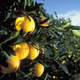 Image for article titled Something Is Killing Off America's Orange Supply